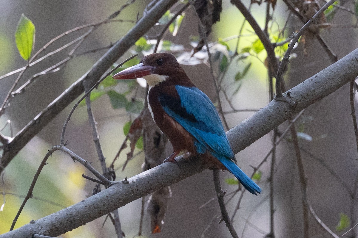 White-throated Kingfisher - Samanvitha Rao