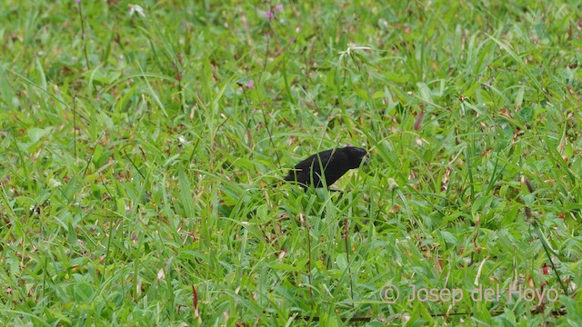 Variable Seedeater - ML612868900