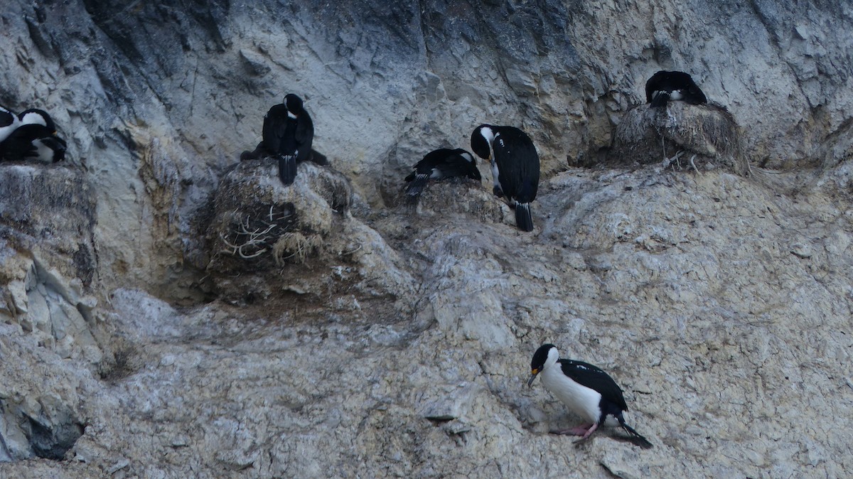 Cormorán Antártico - ML612868912