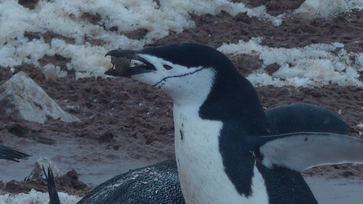 Chinstrap Penguin - ML612868951