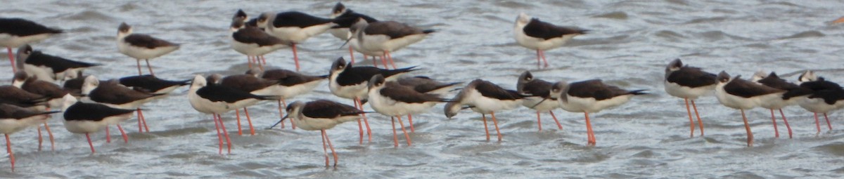 Black-winged Stilt - ML612868954