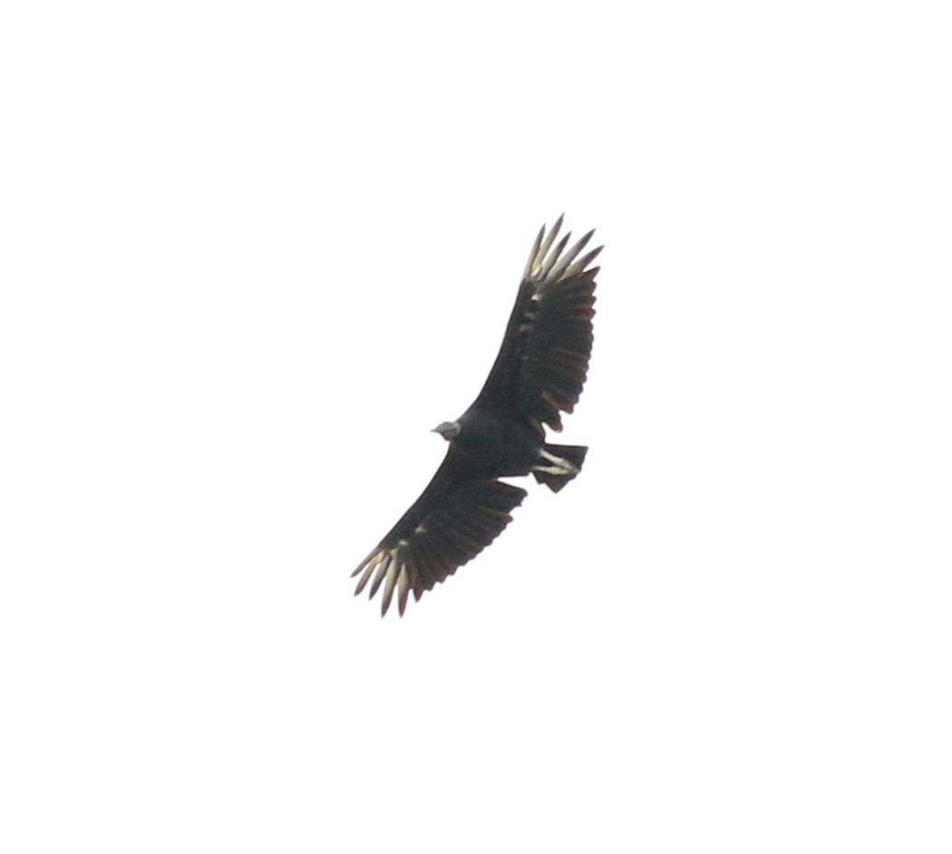 Black Vulture - ML612868955