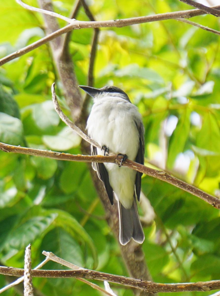 Gray Kingbird - ML612868964