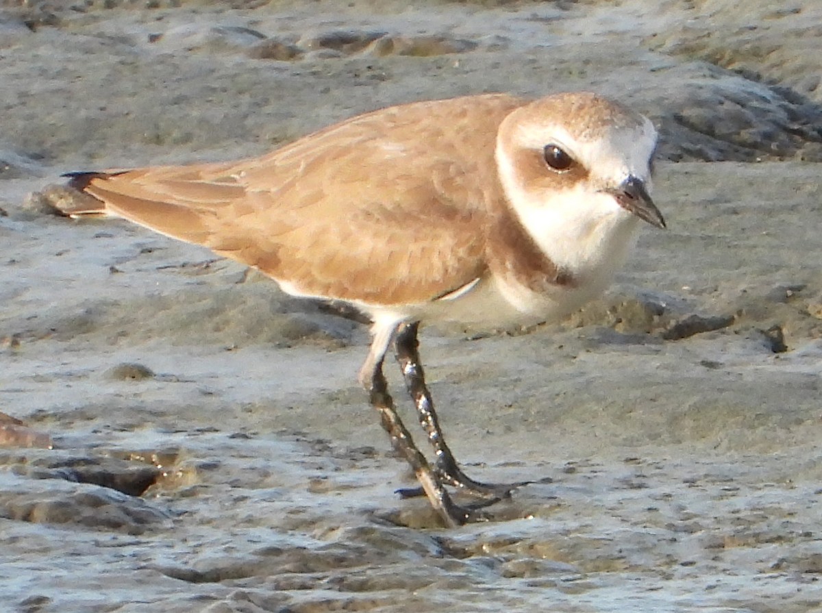 Kentish Plover - Glenn Morris