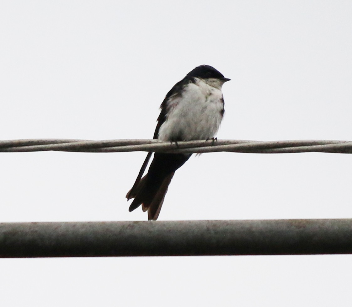 Blue-and-white Swallow - ML612868977