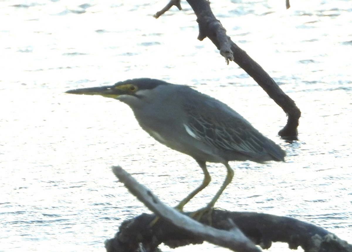 Striated Heron - ML612868980