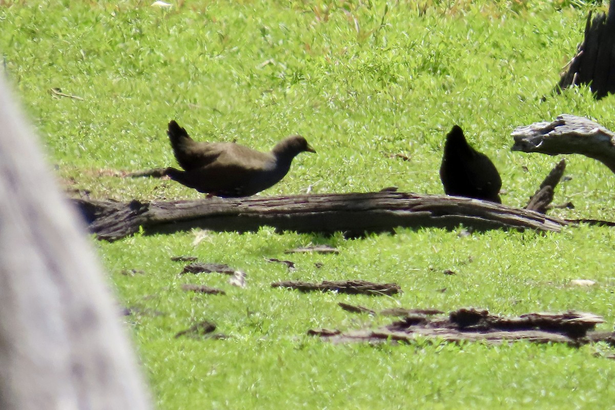 Black-tailed Nativehen - ML612868990