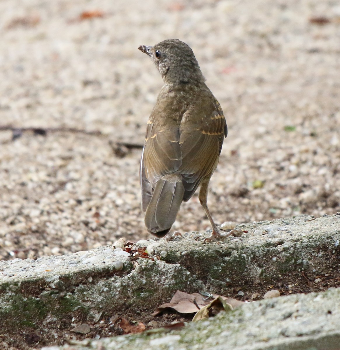 Pale-breasted Thrush - ML612868993