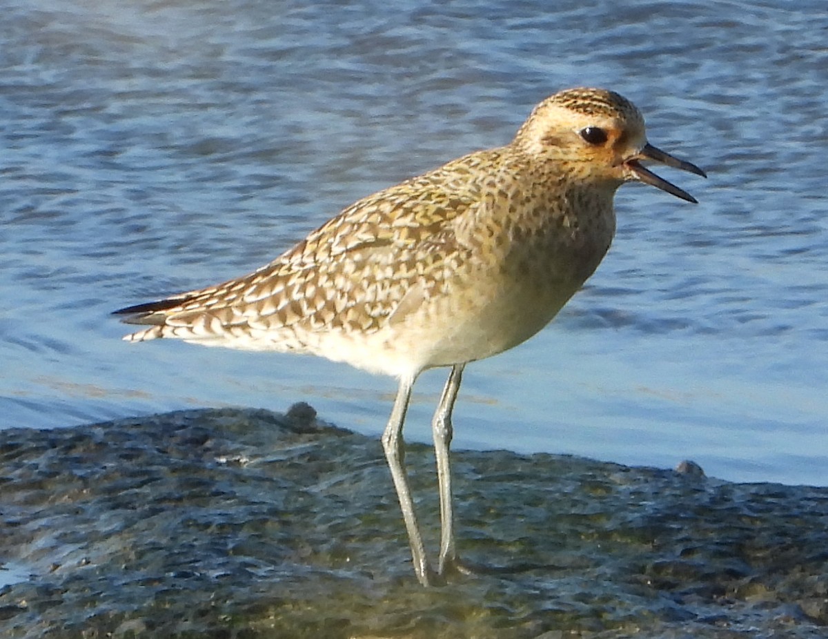 Chorlito Dorado Siberiano - ML612869006