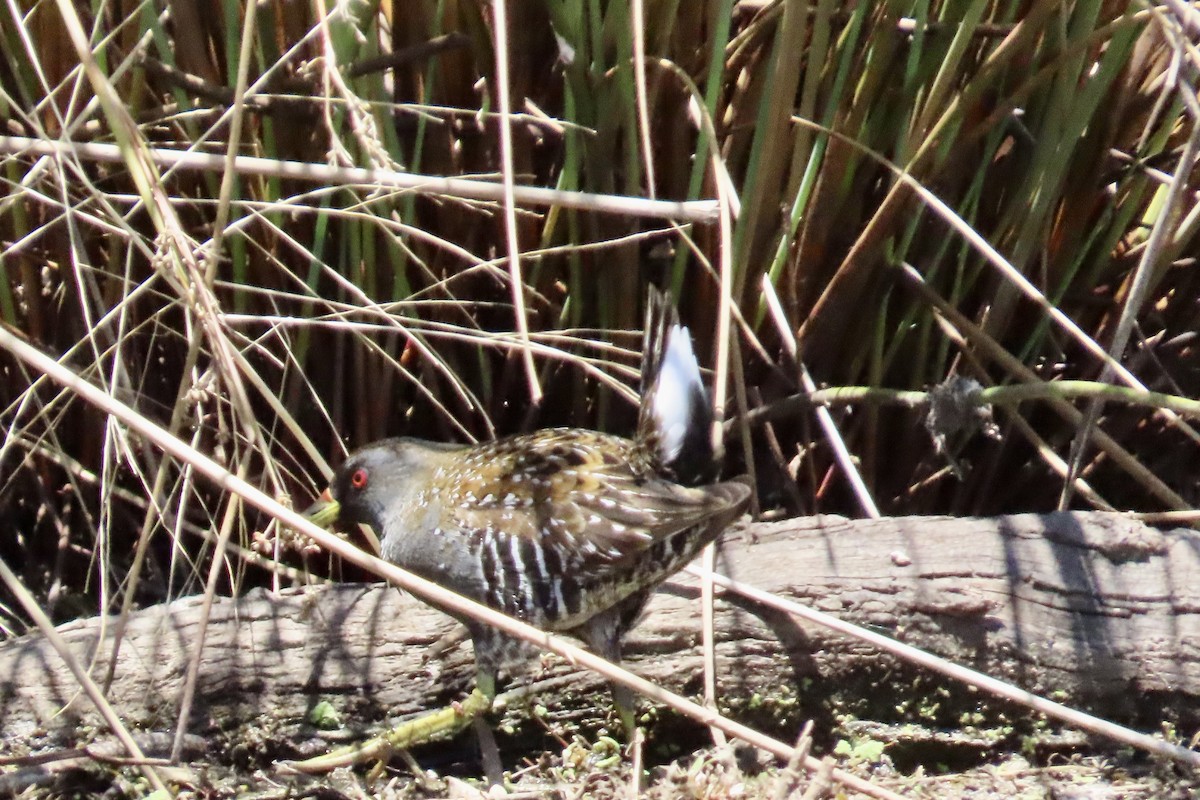 Australian Crake - ML612869009