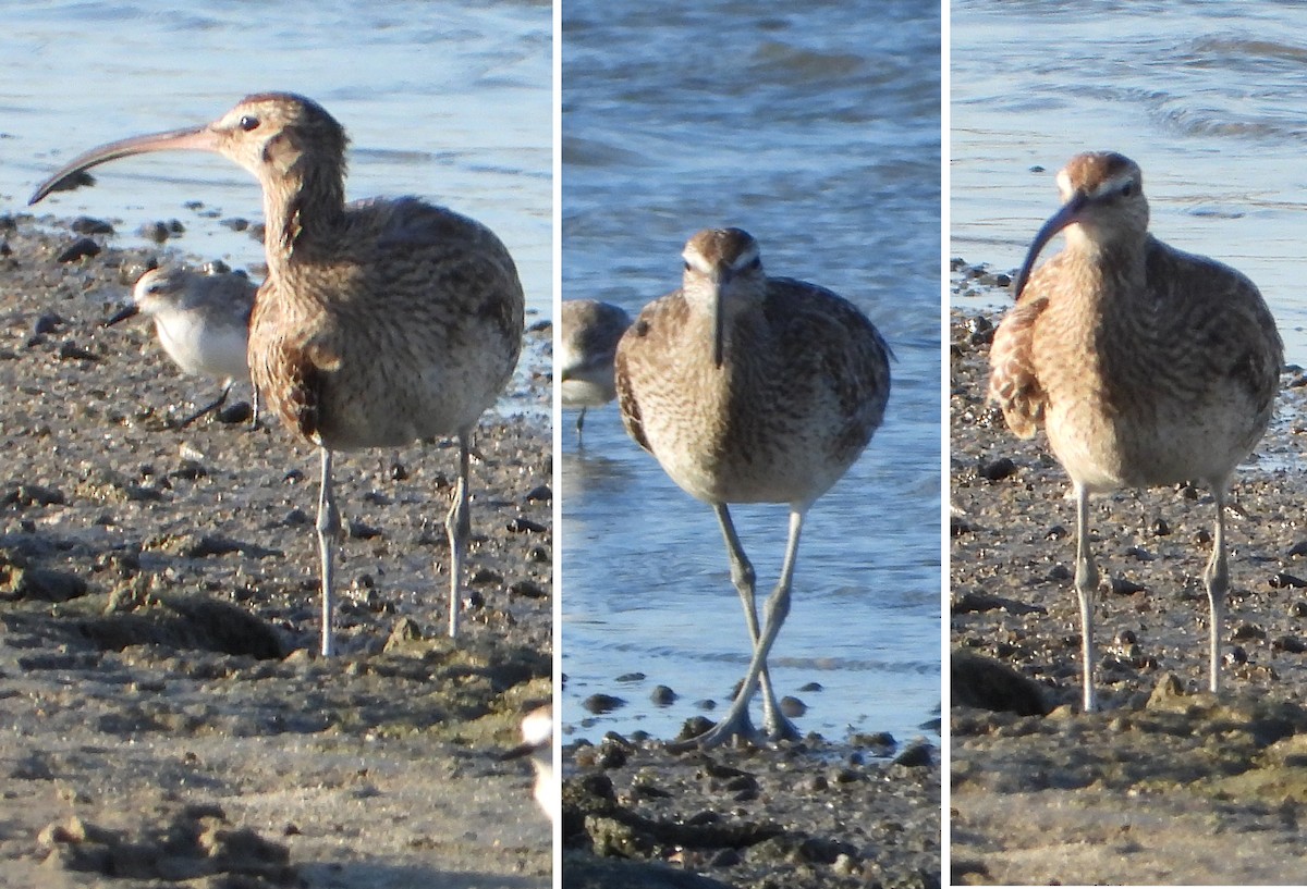 Whimbrel - ML612869045