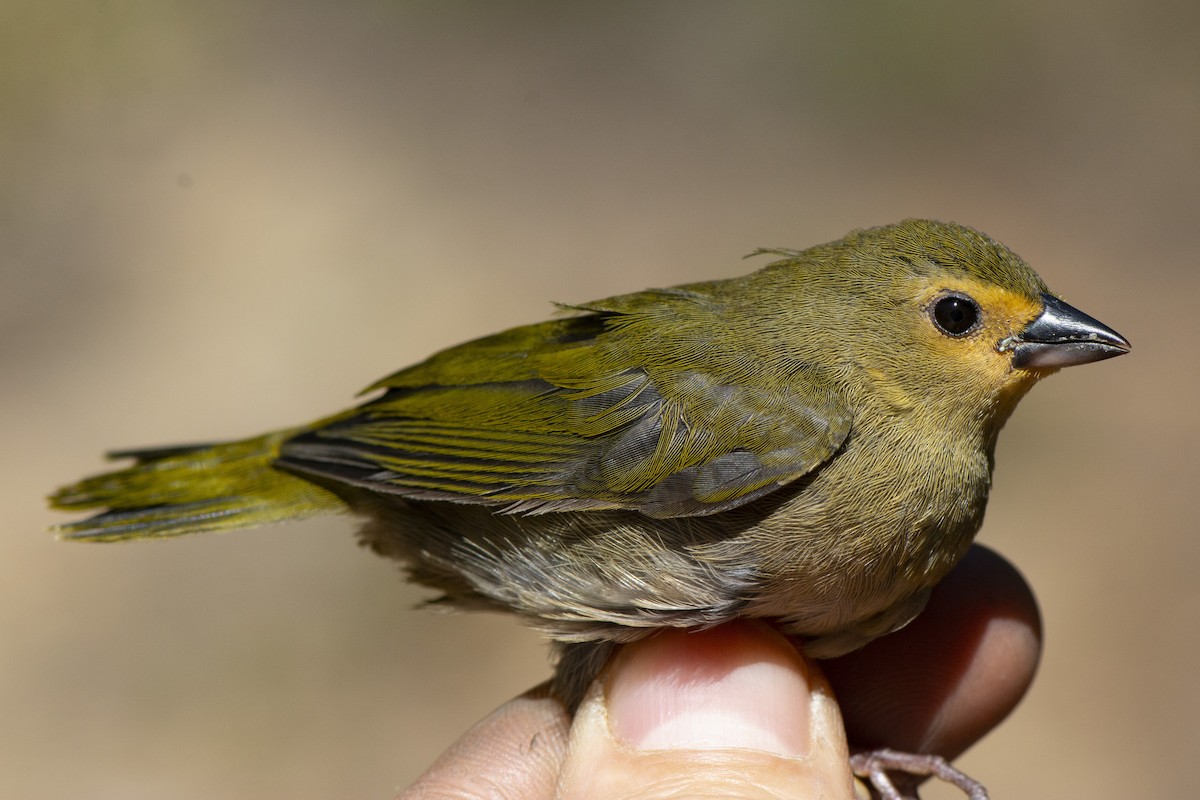 Green-backed Twinspot (Green-breasted) - ML612869046