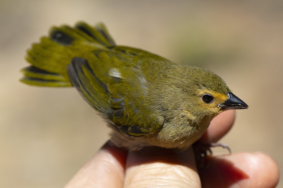 Green-backed Twinspot (Green-breasted) - ML612869047