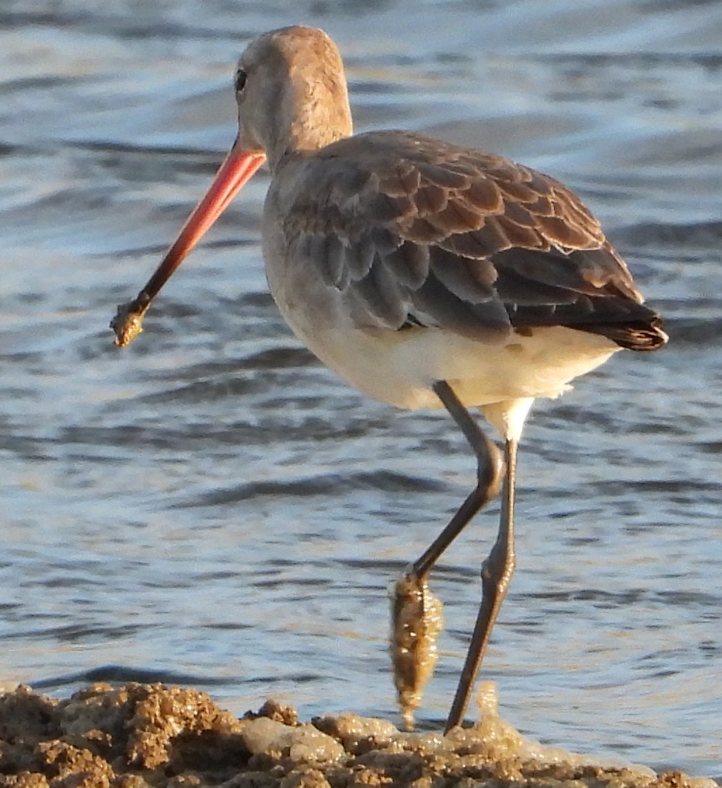 Black-tailed Godwit - ML612869053