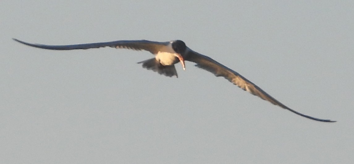 Caspian Tern - ML612869062