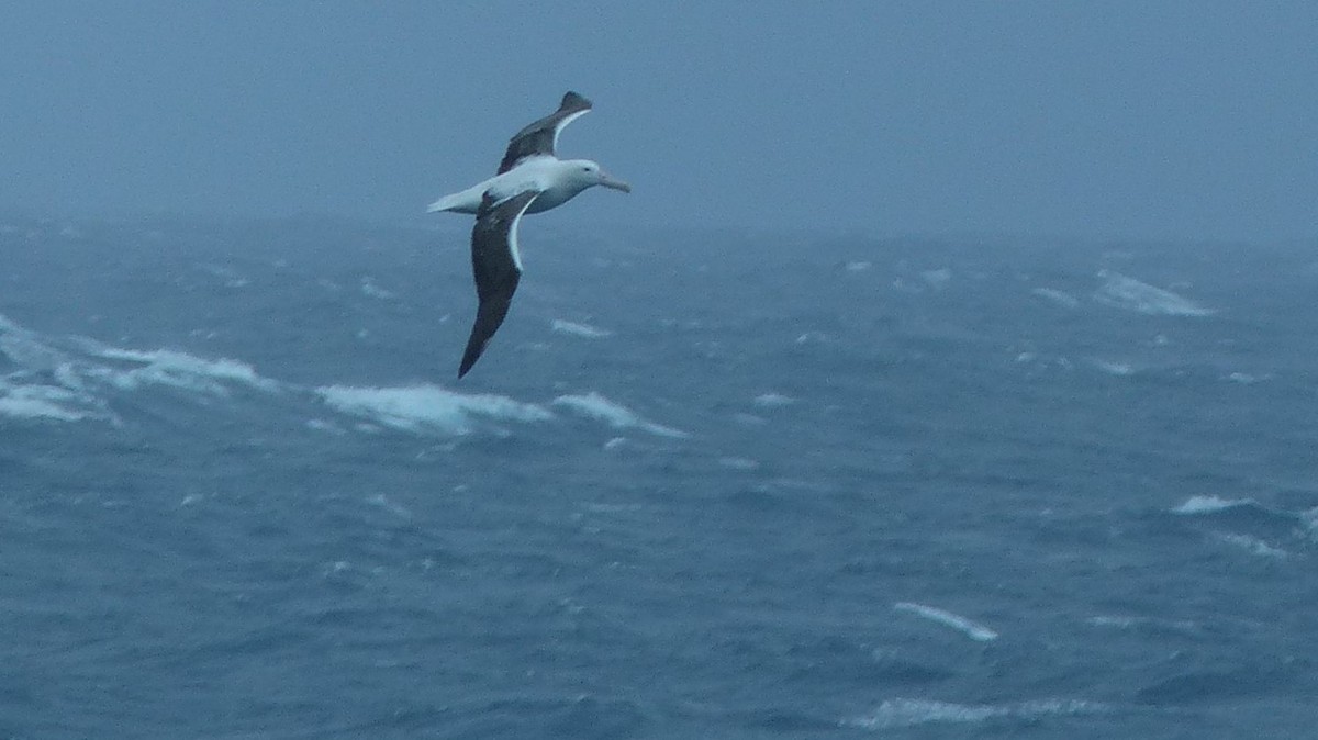 Southern Royal Albatross - ML612869076