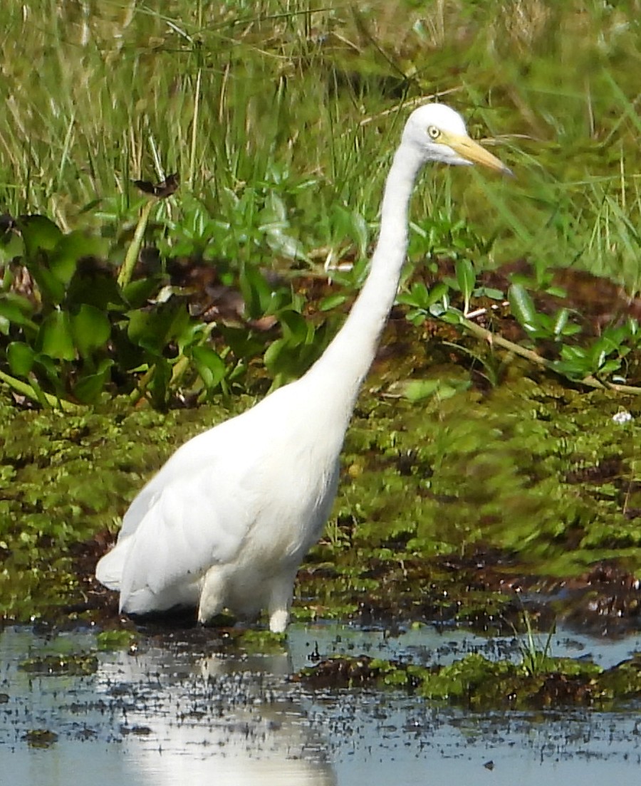 Medium Egret - ML612869088