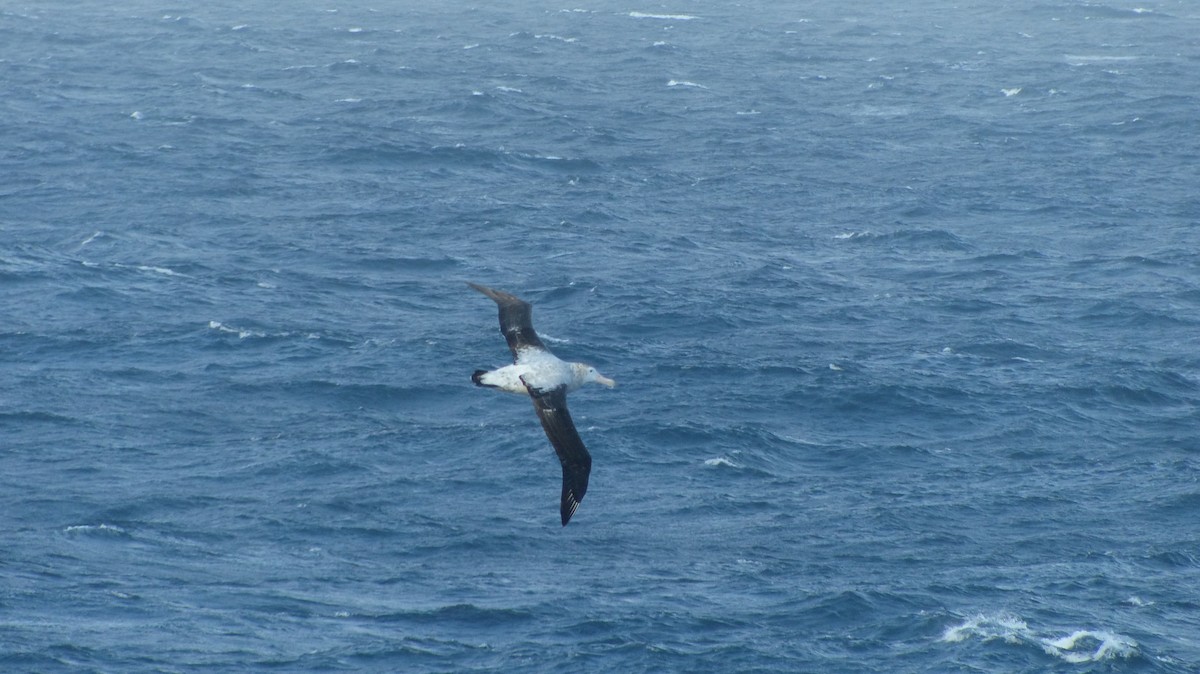 Snowy Albatross - ML612869093