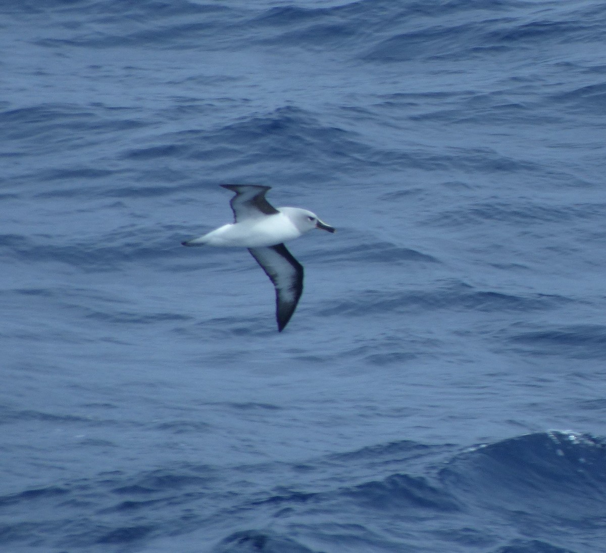 Albatros Cabecigrís - ML612869096