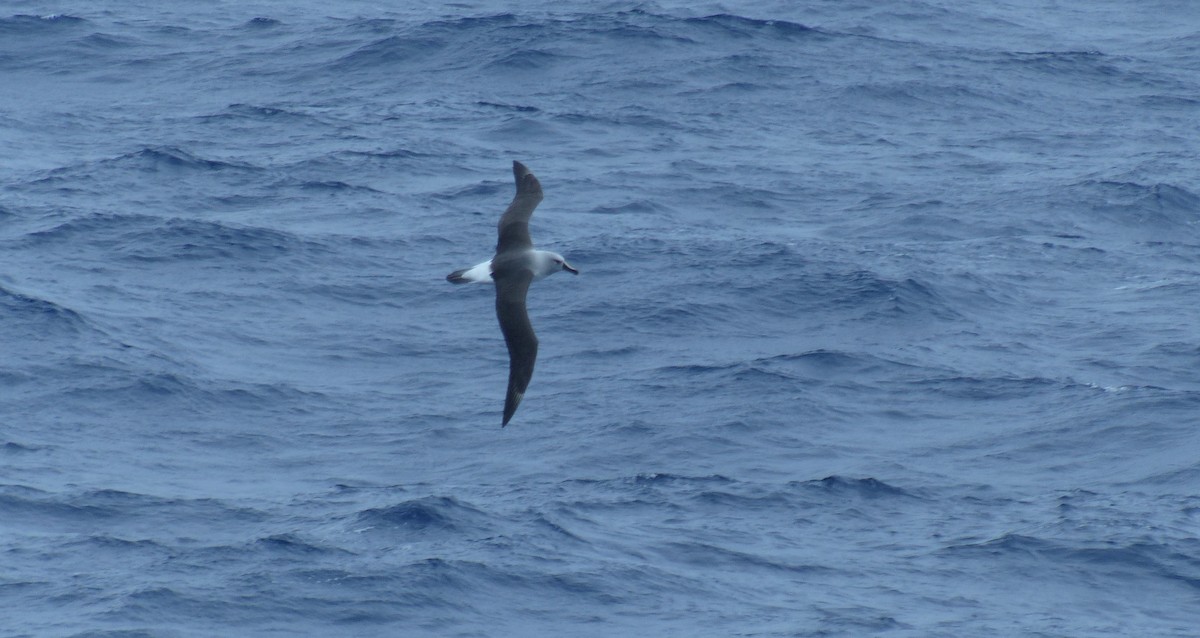 Albatros Cabecigrís - ML612869098