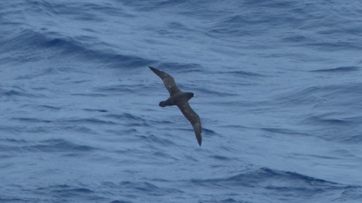 White-chinned Petrel - Niall Dinwoodie