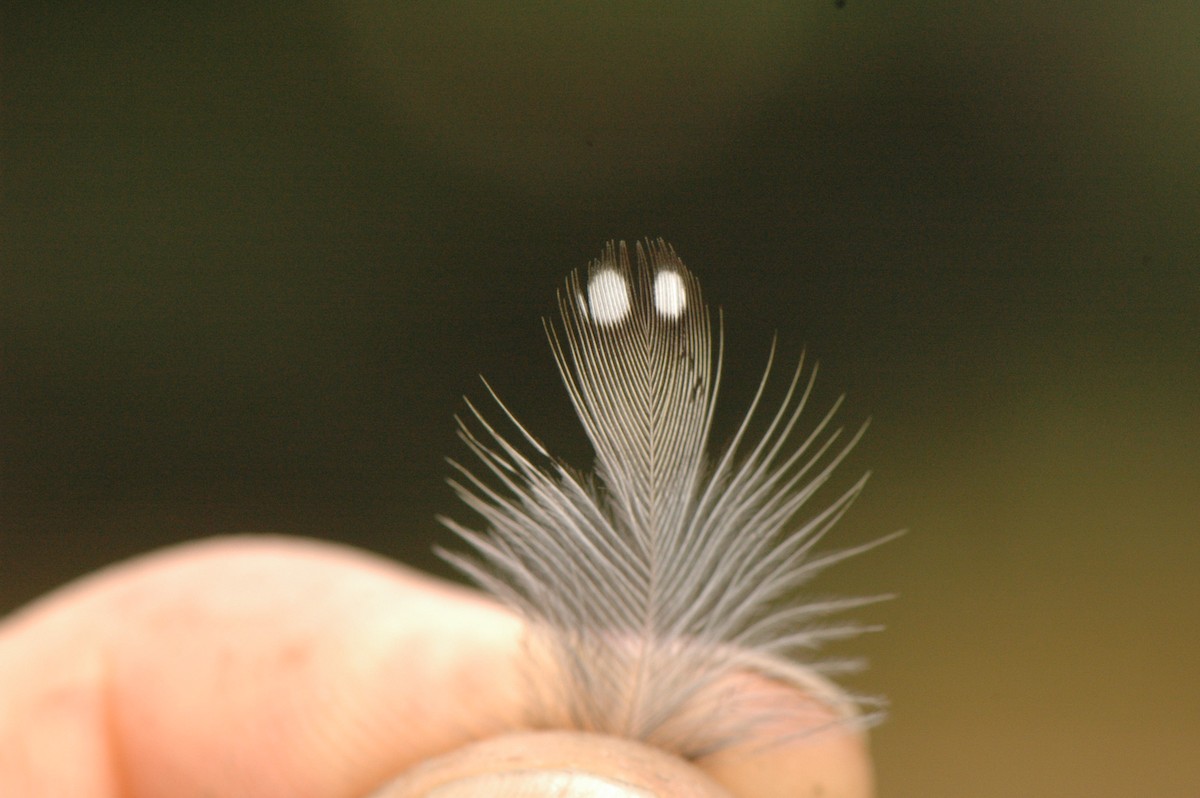 Green-backed Twinspot (Green-breasted) - ML612869111