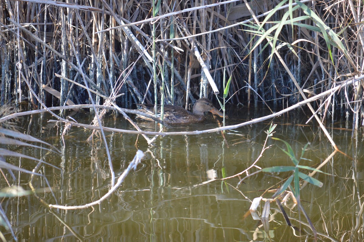 Northern Shoveler - ML612869146