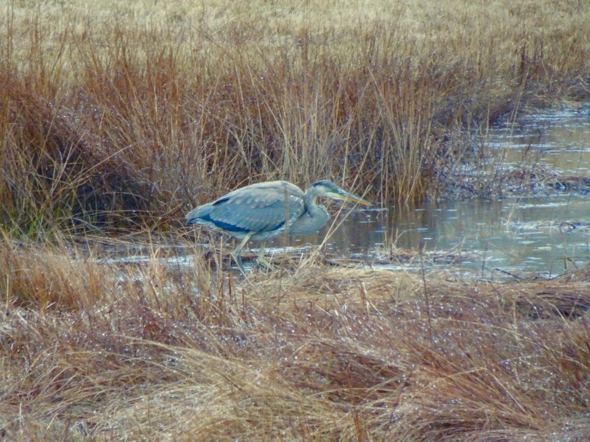 Garza Azulada - ML612869178