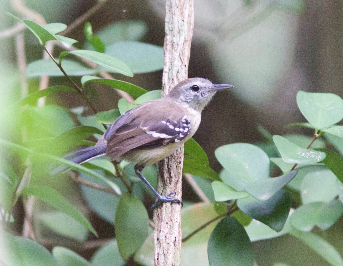 Northern White-fringed Antwren - Andre Moncrieff