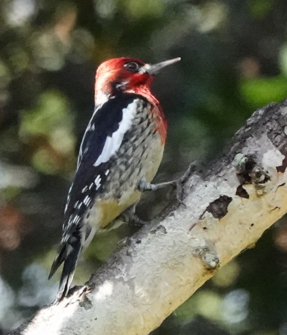 Red-breasted Sapsucker - ML612869355