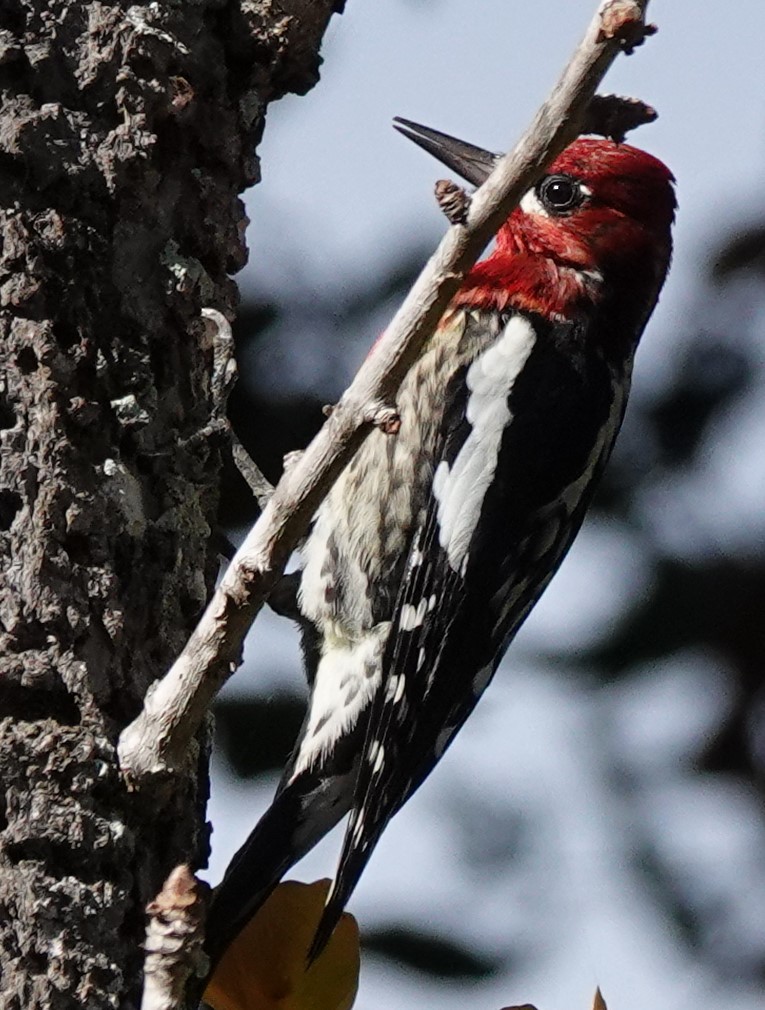 Red-breasted Sapsucker - ML612869356