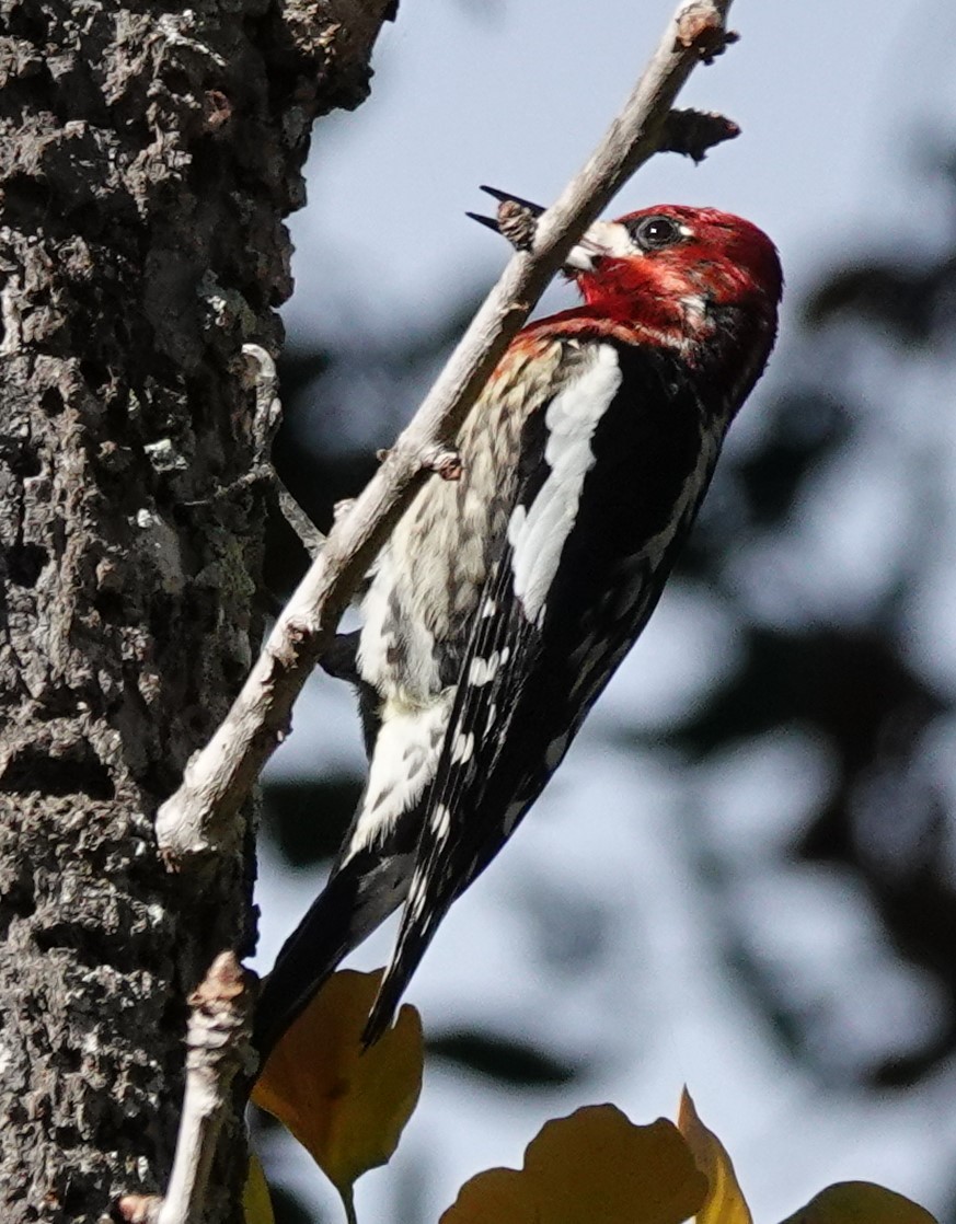 Red-breasted Sapsucker - ML612869357