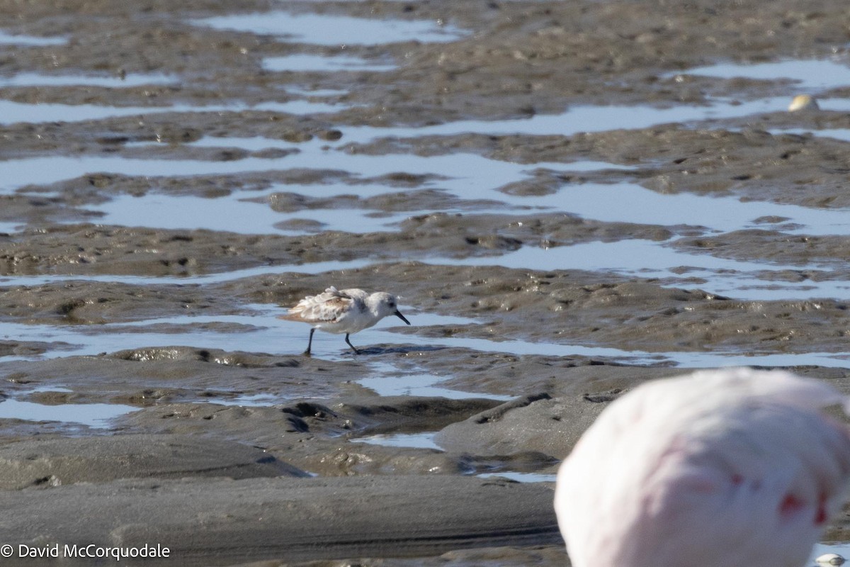 Little Stint - ML612869477