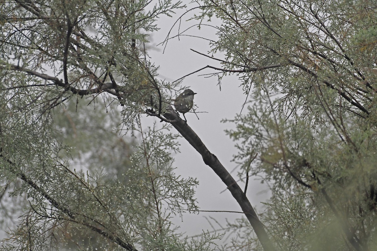 Lesser Whitethroat - ML612869527