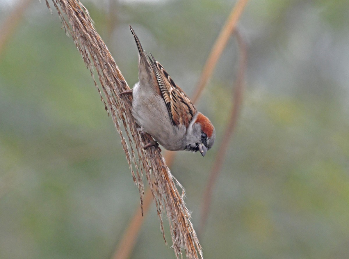 Sind Sparrow - ML612869539