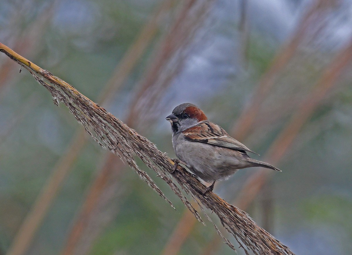 Sind Sparrow - ML612869540