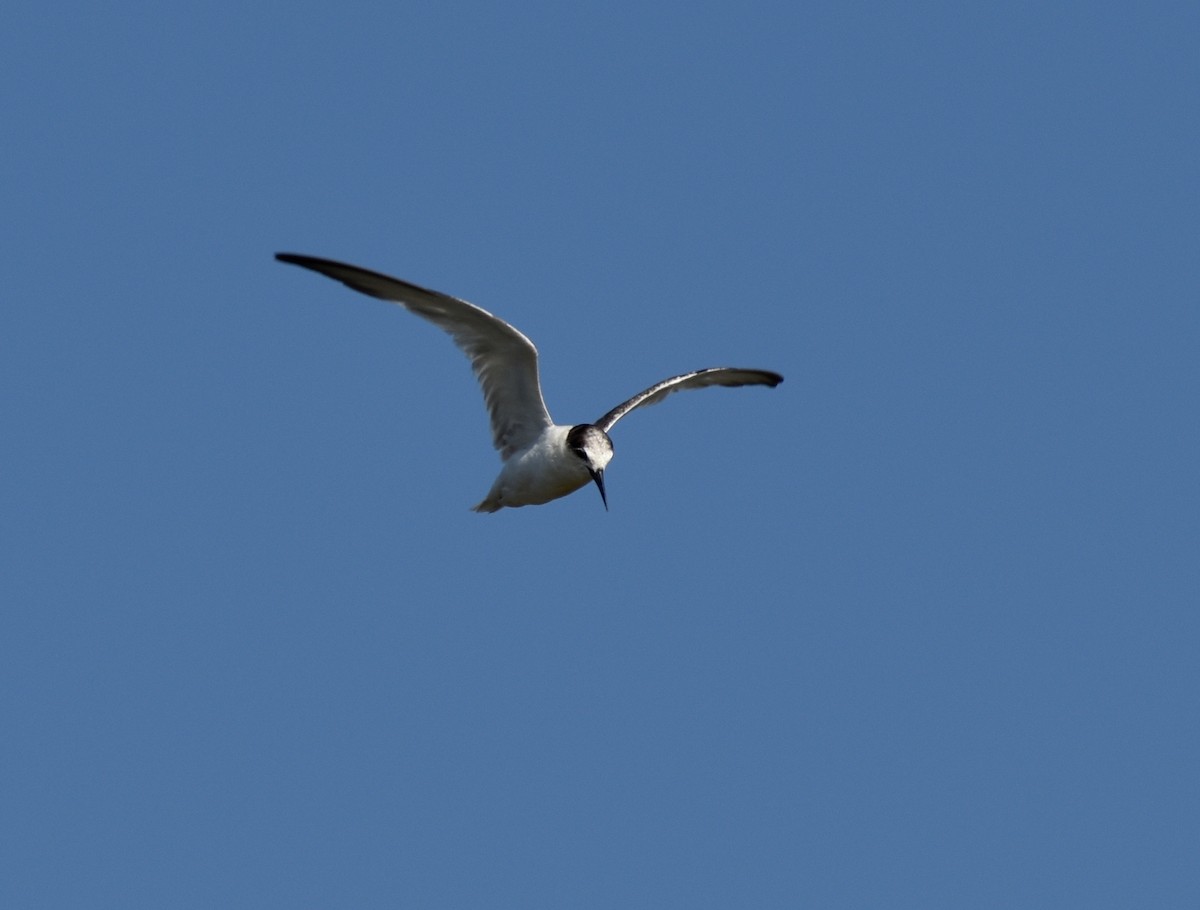 Little Tern - Anonymous