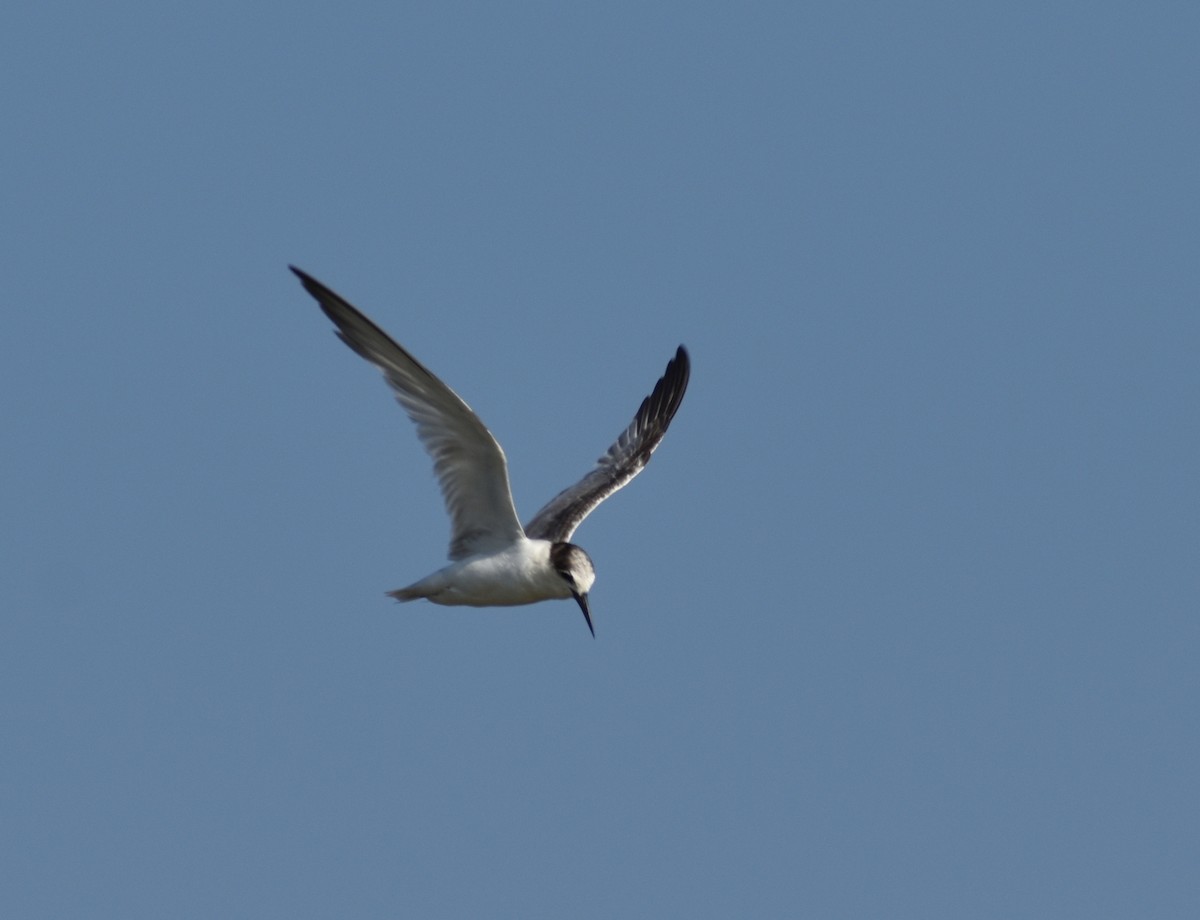 Little Tern - Anonymous