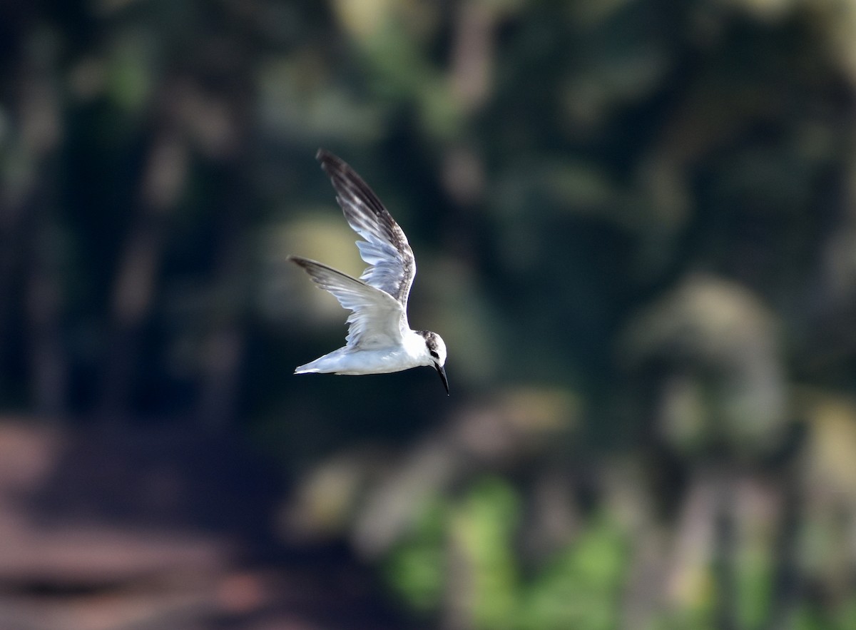 Little Tern - Anonymous