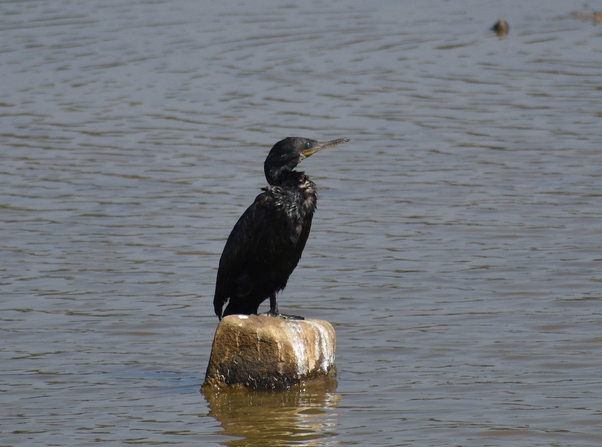 Indian Cormorant - Anonymous