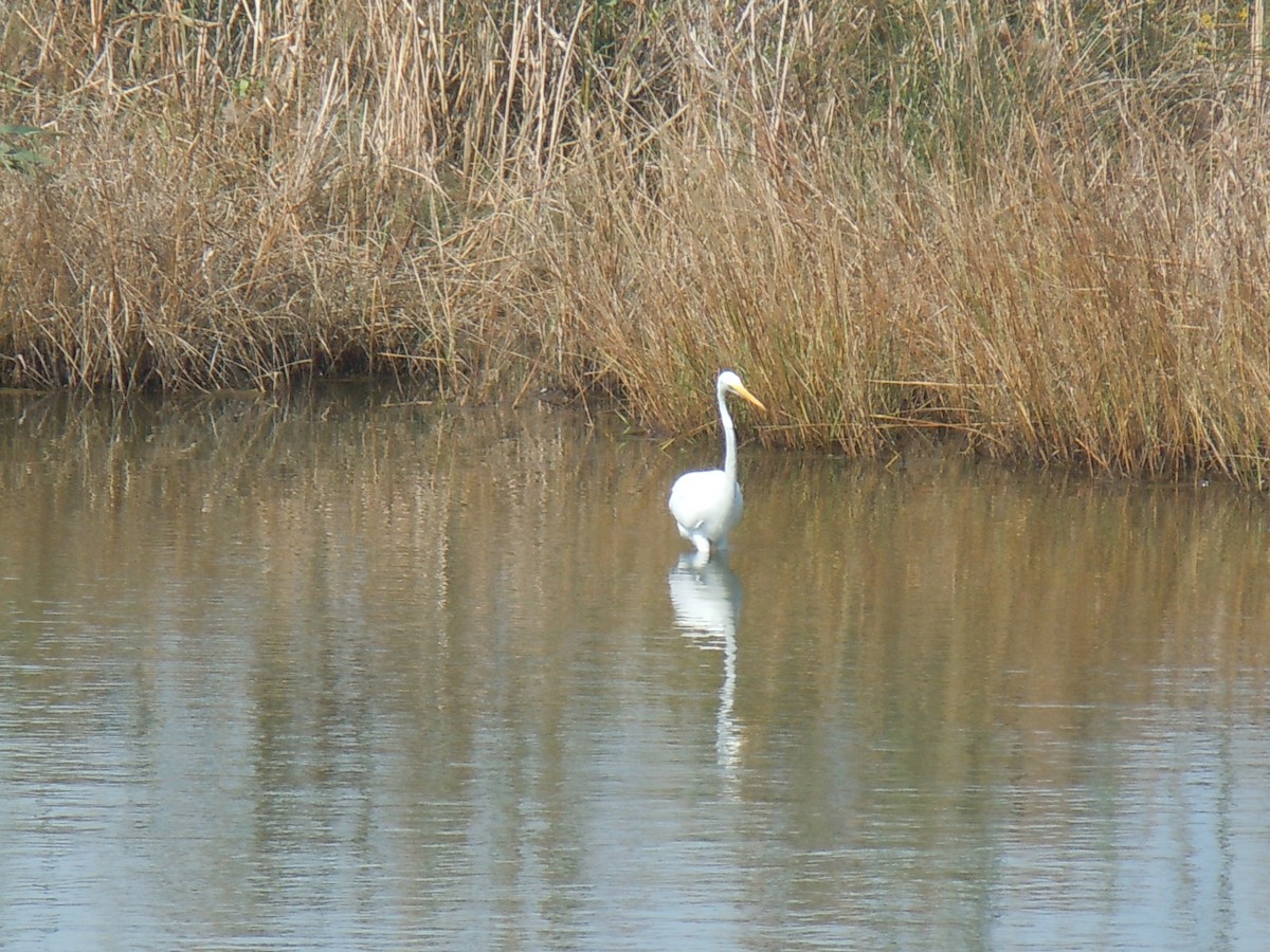 Great Egret - Daniel Habekost