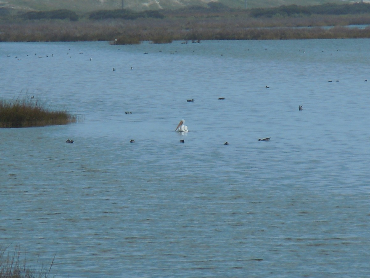 American White Pelican - ML612869580