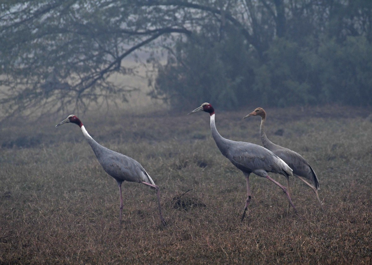 Sarus Crane - ML612869623