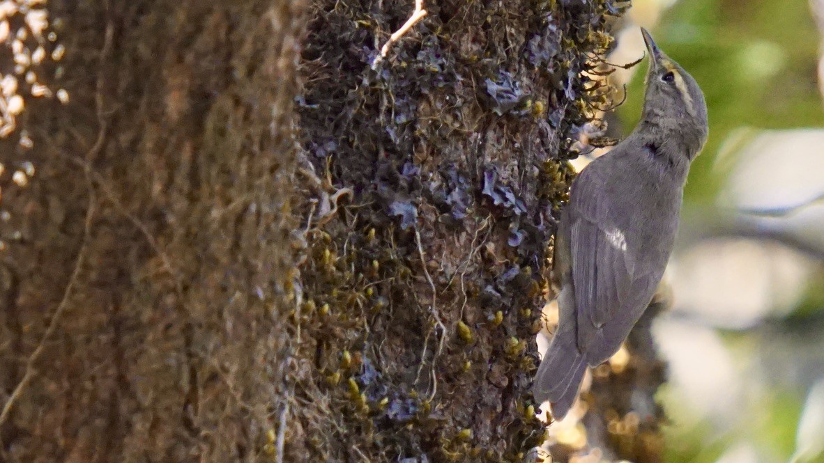 Sulphur-bellied Warbler - ML612869671