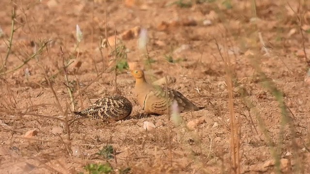 Chestnut-bellied Sandgrouse - ML612869810