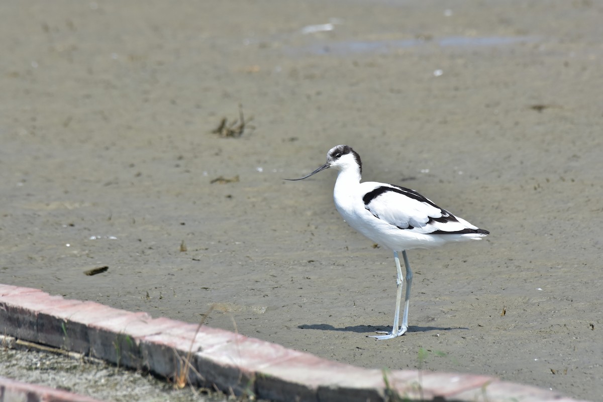 Pied Avocet - ML612869838