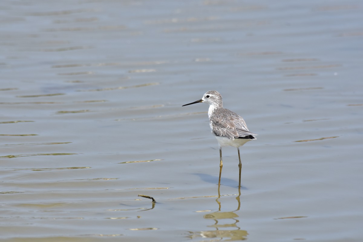 Marsh Sandpiper - ML612869846