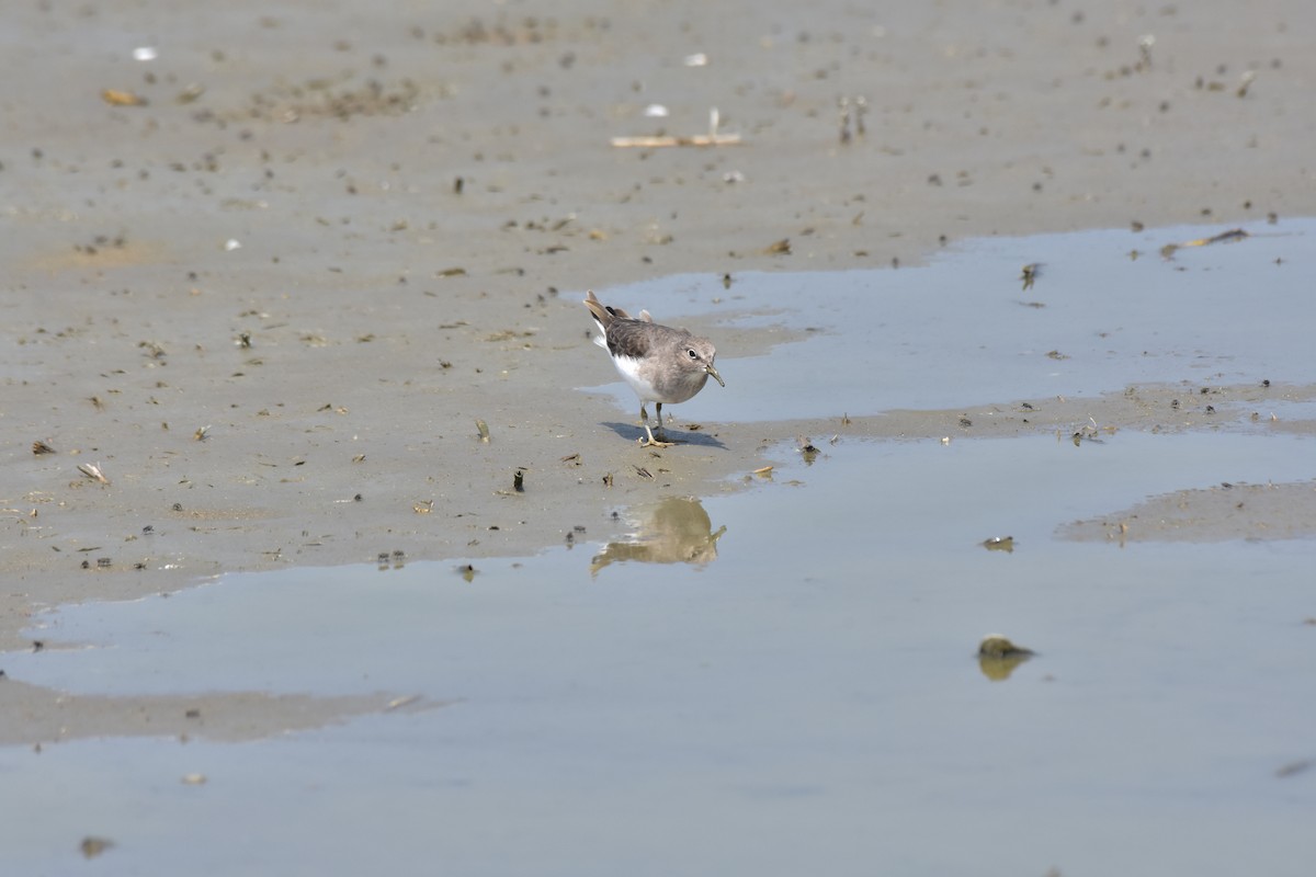 Temminckstrandläufer - ML612869873