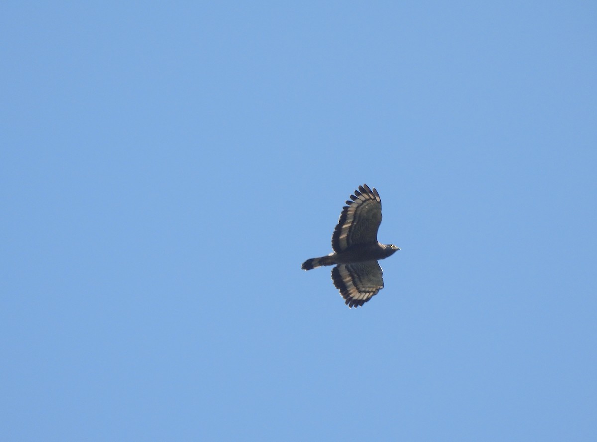 Crested Serpent-Eagle - ML612869967