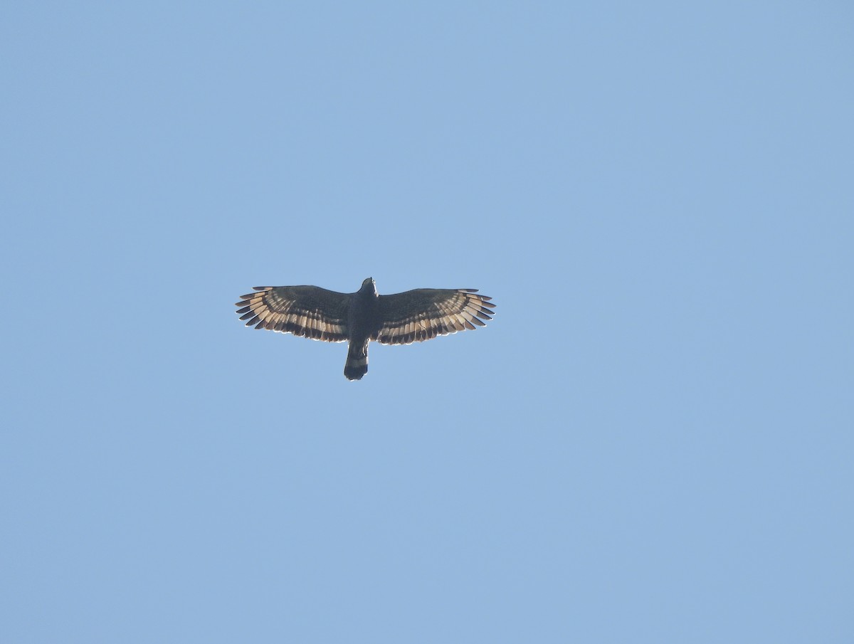 Crested Serpent-Eagle - ML612869968